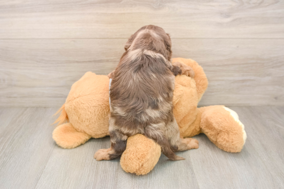 Cavapoo Puppy for Adoption
