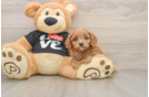 Fluffy Cavapoo Poodle Mix Pup