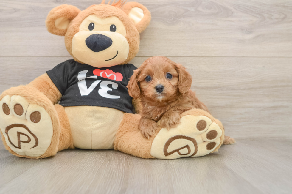 Fluffy Cavapoo Poodle Mix Pup