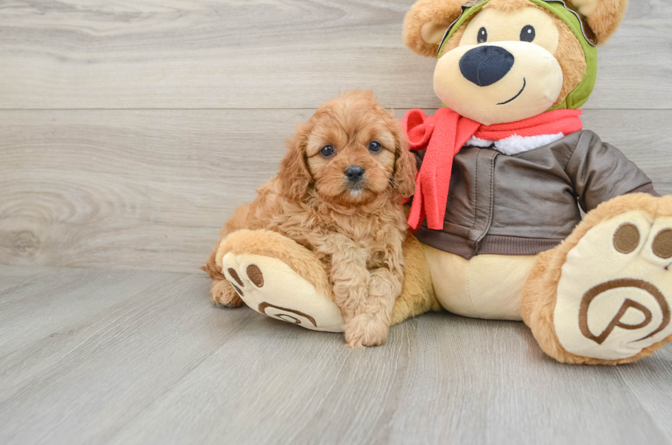 6 week old Cavapoo Puppy For Sale - Simply Southern Pups