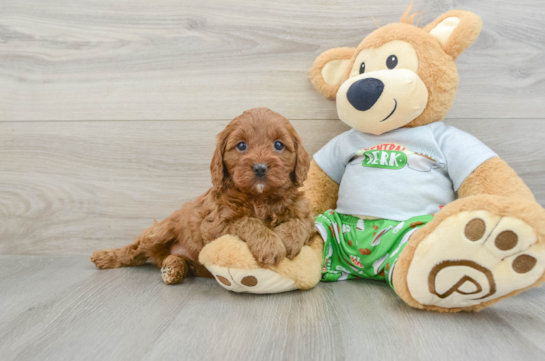 Energetic Cavoodle Poodle Mix Puppy