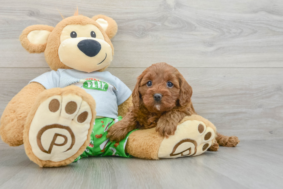 Friendly Cavapoo Baby