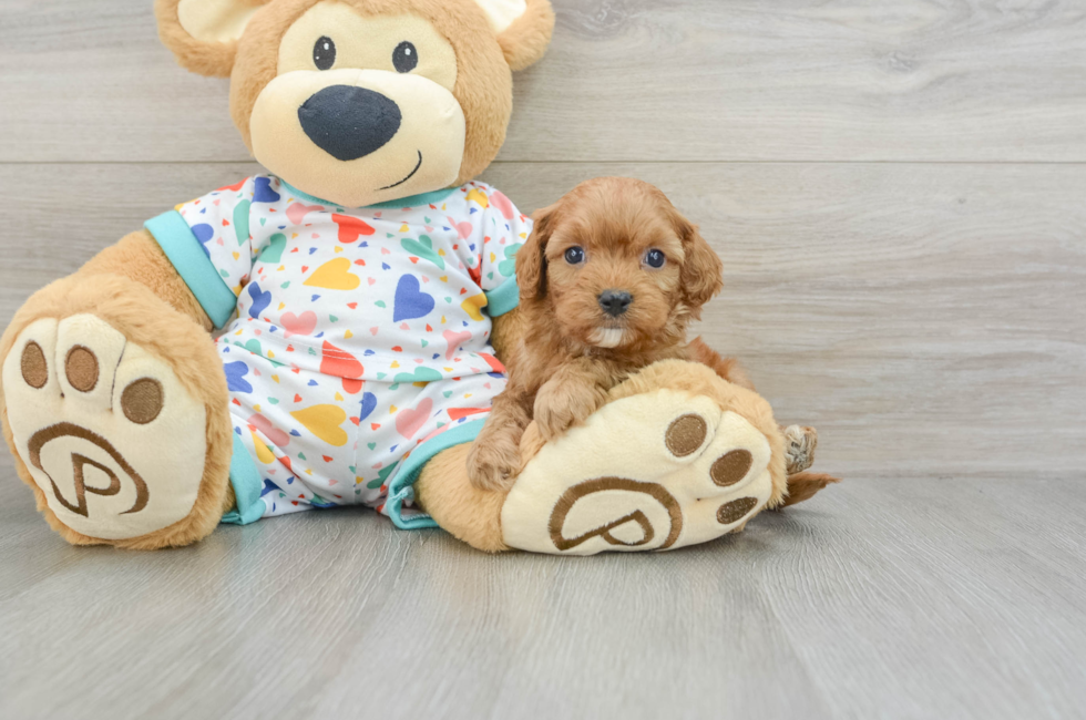 7 week old Cavapoo Puppy For Sale - Simply Southern Pups