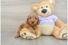 Friendly Cavapoo Baby