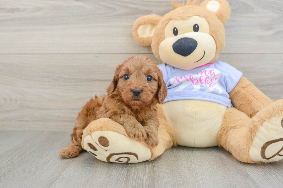Friendly Cavapoo Baby