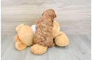 Cavapoo Puppy for Adoption