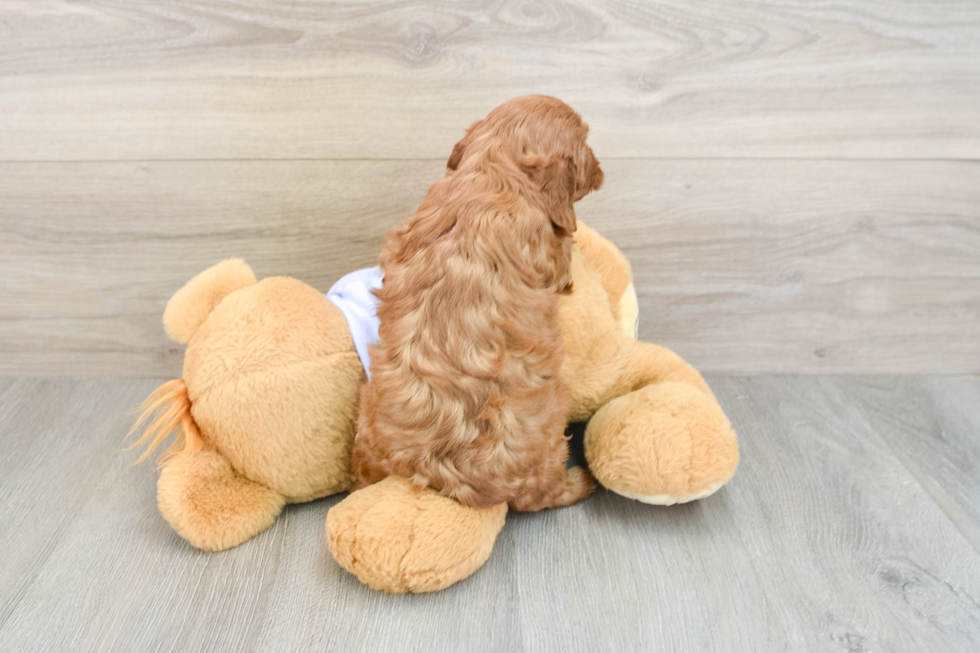 Cavapoo Puppy for Adoption