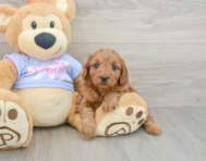 9 week old Cavapoo Puppy For Sale - Simply Southern Pups