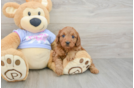 Cavapoo Pup Being Cute