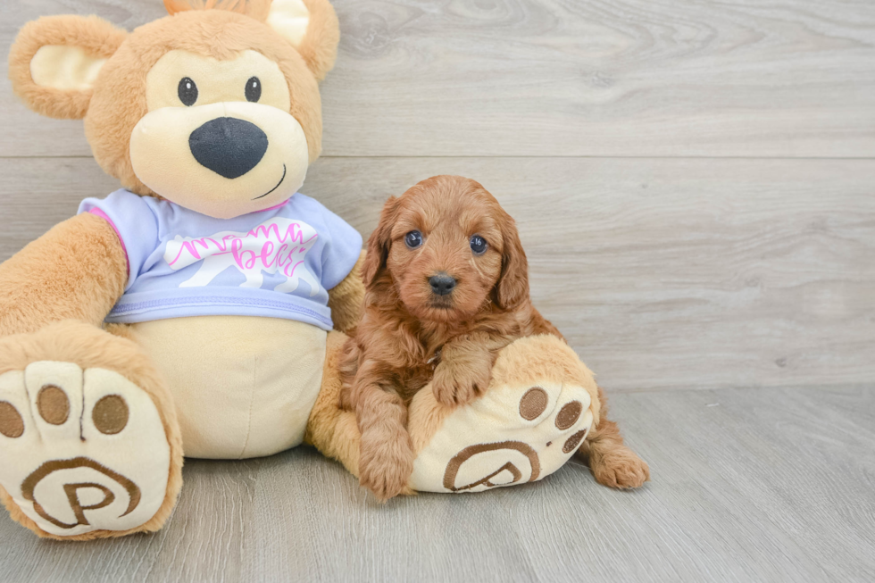 Cavapoo Pup Being Cute