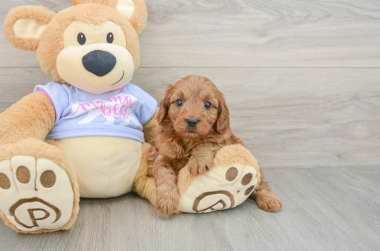 Cavapoo Pup Being Cute