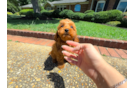Cute Cavapoodle Poodle Mix Puppy