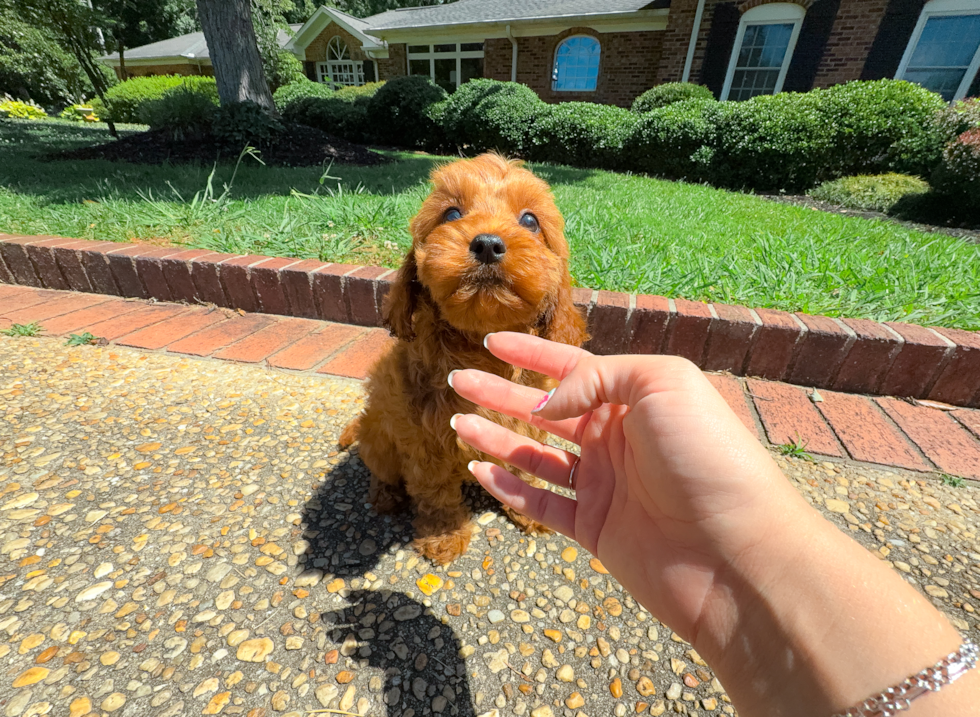 Cute Cavapoodle Poodle Mix Puppy