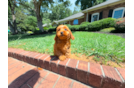 Cute Cavapoodle Poodle Mix Puppy