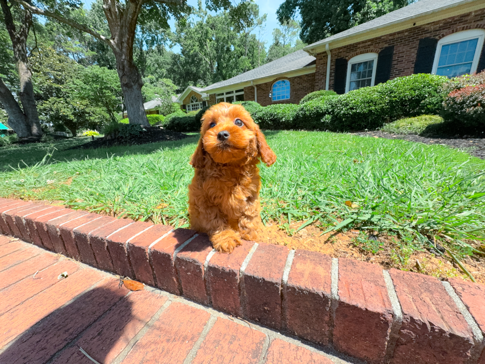 Cute Cavapoodle Poodle Mix Puppy