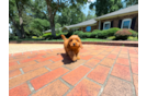 Best Cavapoo Baby