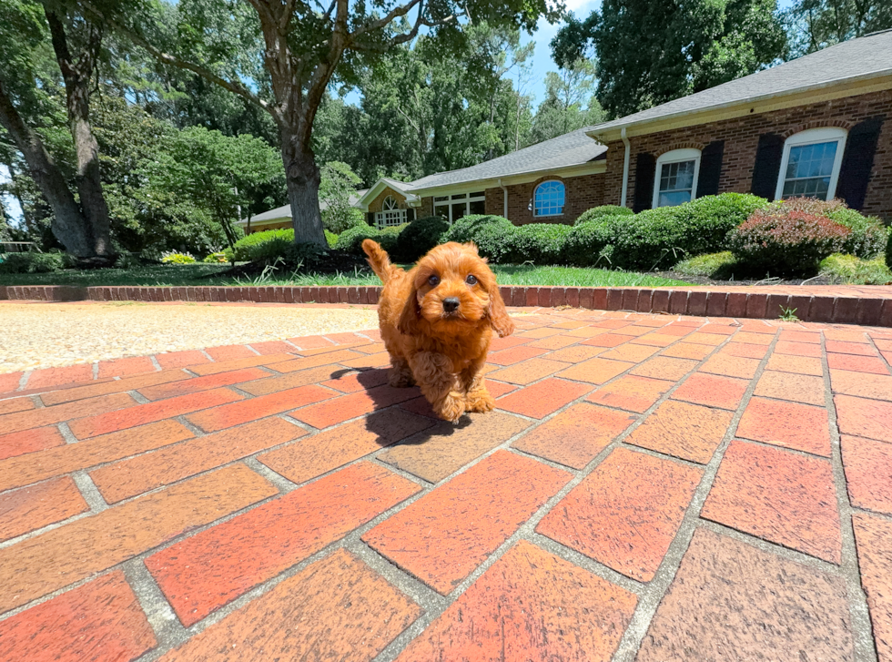 Best Cavapoo Baby