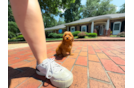 Cavapoo Pup Being Cute