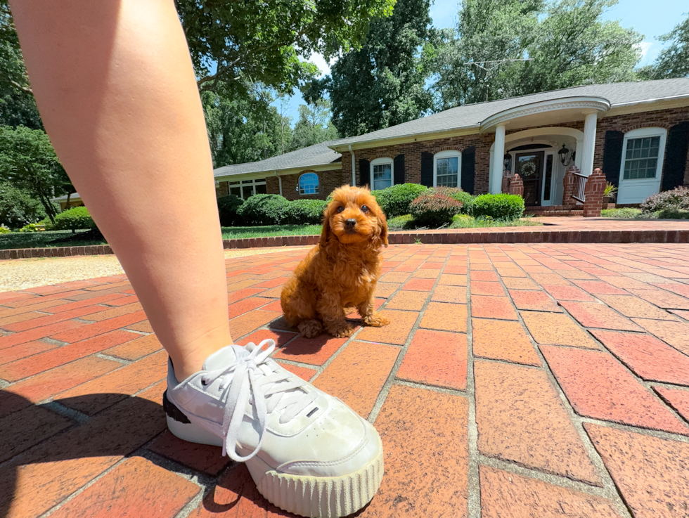 Cavapoo Pup Being Cute