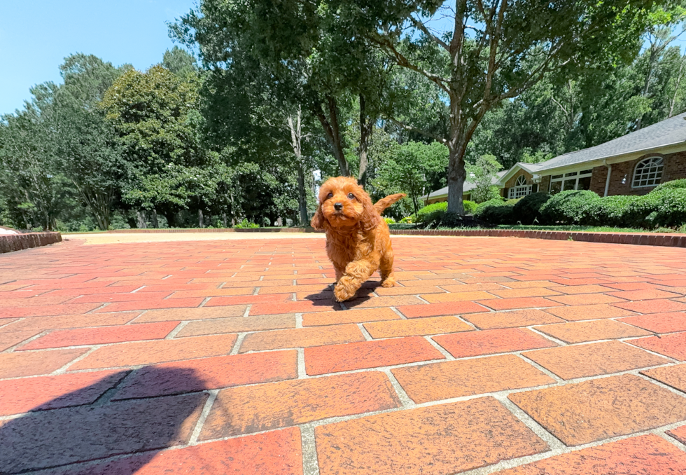 Cute Cavapoo Baby