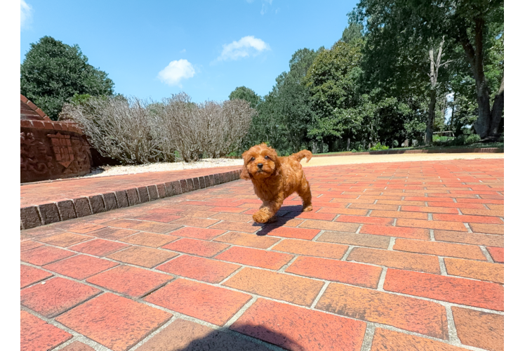 Cute Cavapoo Poodle Mix Pup