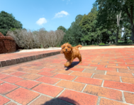 9 week old Cavapoo Puppy For Sale - Simply Southern Pups