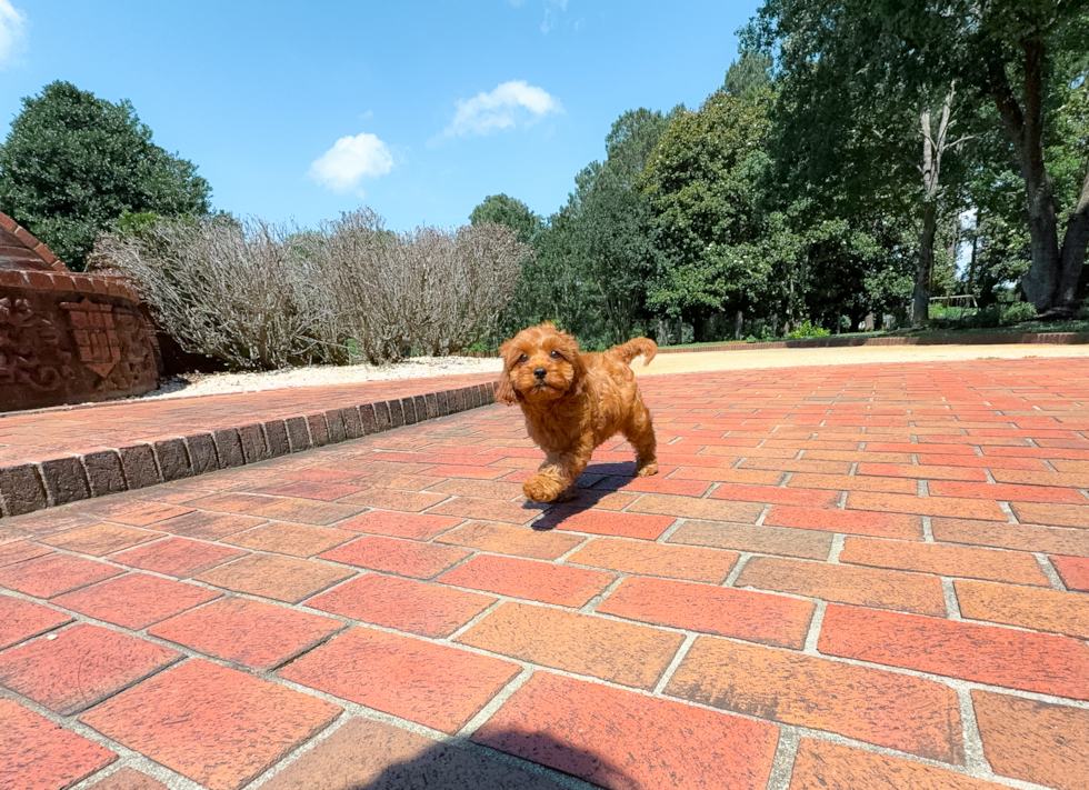 Cute Cavapoo Poodle Mix Pup