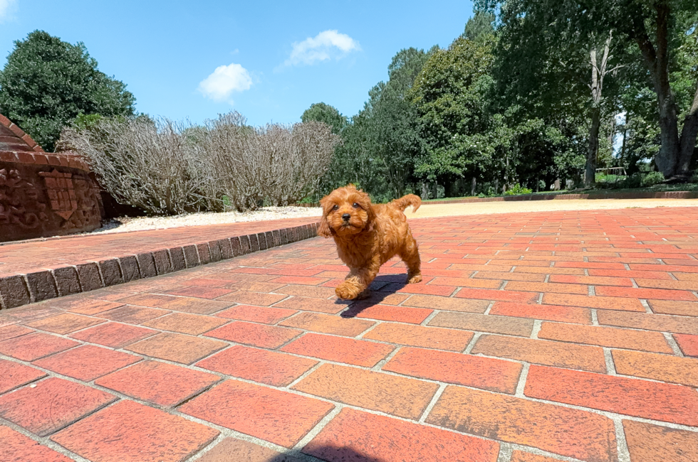 11 week old Cavapoo Puppy For Sale - Simply Southern Pups