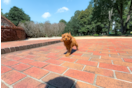 Cavapoo Puppy for Adoption