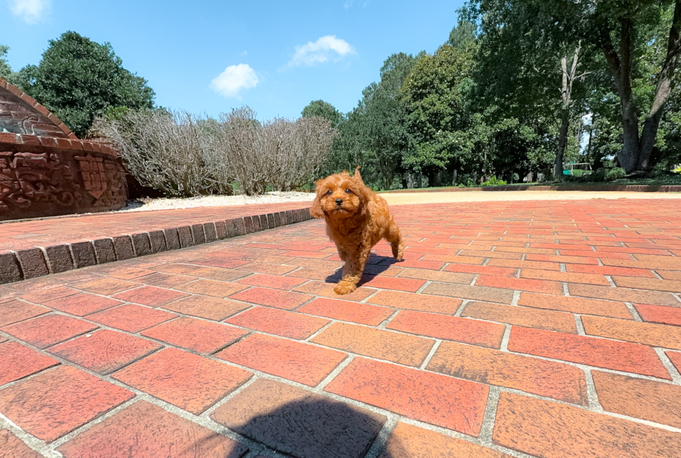 Cavapoo Puppy for Adoption