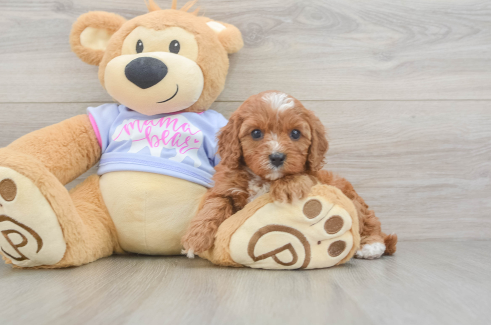 5 week old Cavapoo Puppy For Sale - Simply Southern Pups