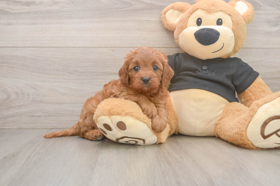 5 week old Cavapoo Puppy For Sale - Simply Southern Pups