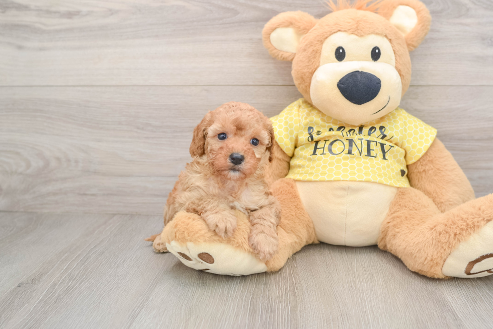 Cavapoo Pup Being Cute
