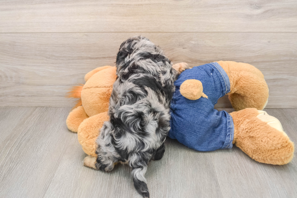 Cavapoo Pup Being Cute