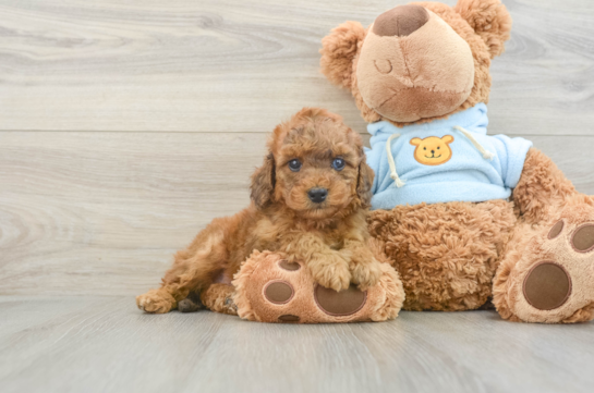 Cavapoo Pup Being Cute