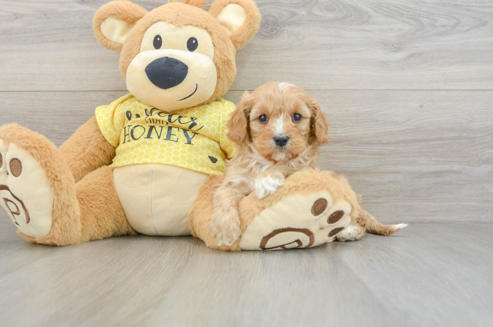 6 week old Cavapoo Puppy For Sale - Simply Southern Pups