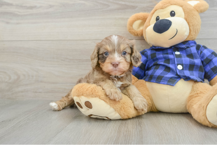 Popular Cavapoo Poodle Mix Pup