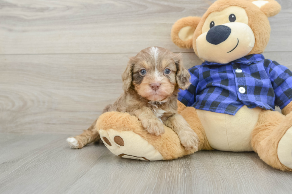 6 week old Cavapoo Puppy For Sale - Simply Southern Pups