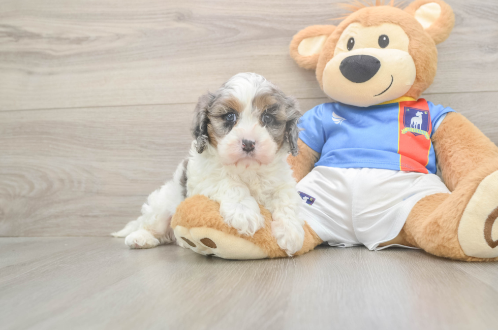 5 week old Cavapoo Puppy For Sale - Simply Southern Pups