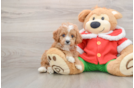 Small Cavapoo Baby
