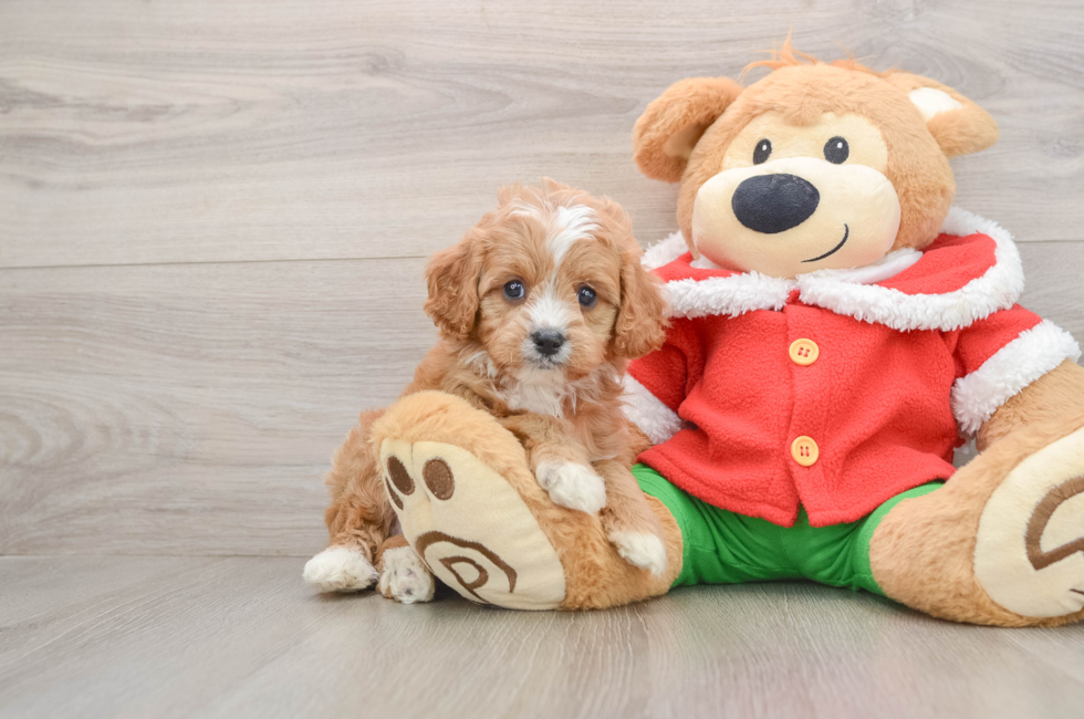 5 week old Cavapoo Puppy For Sale - Simply Southern Pups