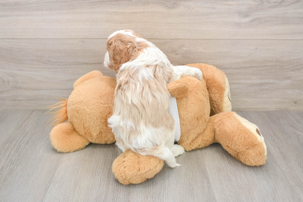 Cavapoo Puppy for Adoption