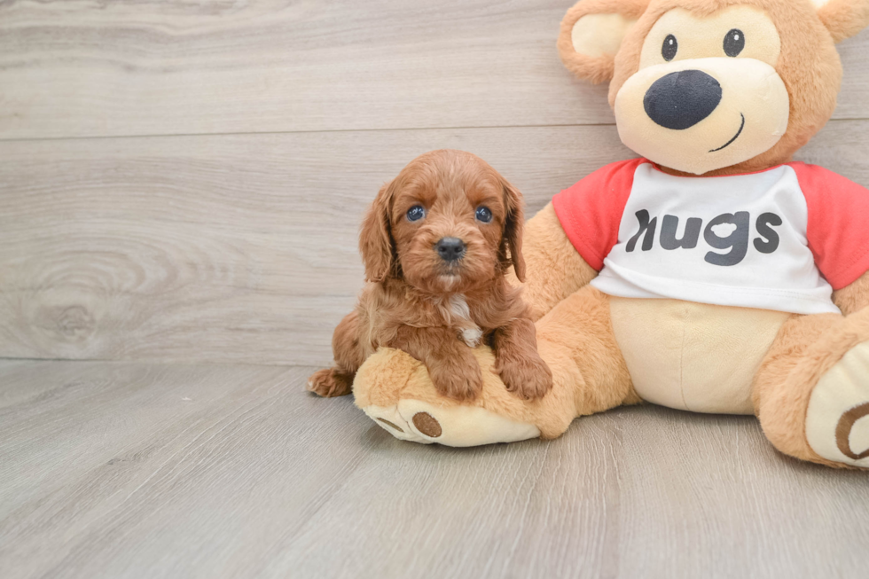 Cavapoo Pup Being Cute