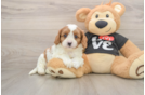 Little Cavipoo Poodle Mix Puppy