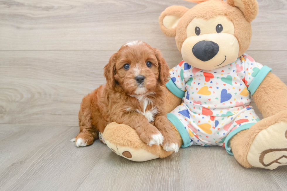 Little Cavipoo Poodle Mix Puppy
