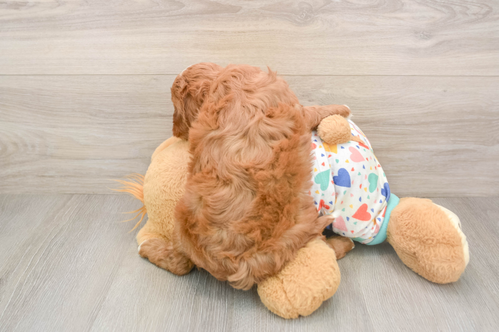 Cavapoo Pup Being Cute