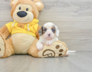 7 week old Cavapoo Puppy For Sale - Simply Southern Pups