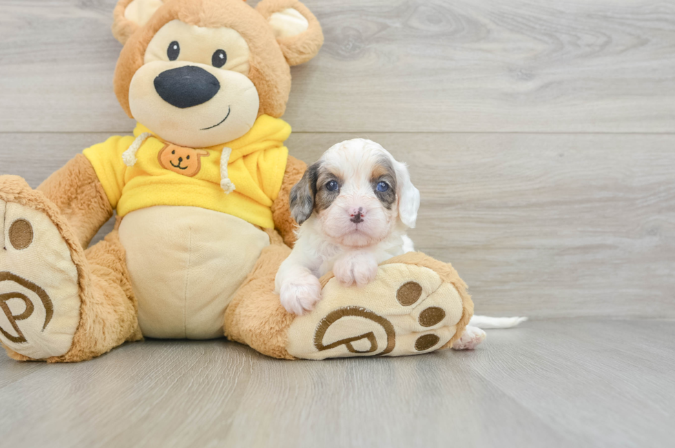 6 week old Cavapoo Puppy For Sale - Simply Southern Pups