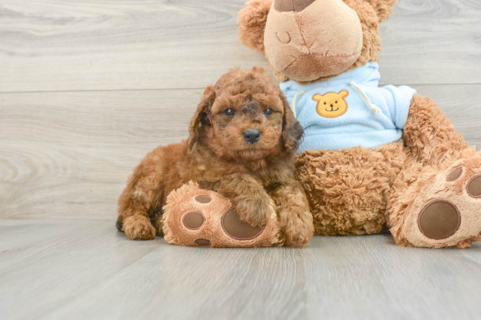 Small Cavapoo Baby