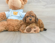 8 week old Cavapoo Puppy For Sale - Simply Southern Pups